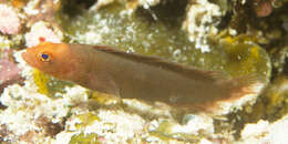 Image of Fleckfin dottyback