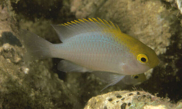 Image of Yellowhead damselfish