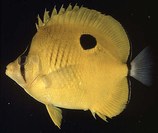 Image of Indian Teardrop Butterflyfish