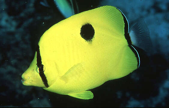 Image of Indian Teardrop Butterflyfish