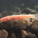 Image of Blind loach