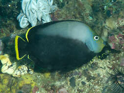 Image of Black and grey angelfish
