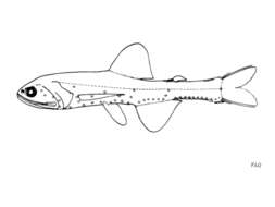 Image of Jewel Lanternfish
