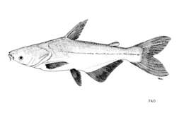 Image of shark catfishes