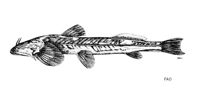 Image of Siamese bat catfish