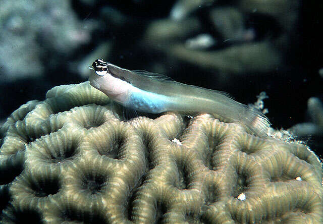 Image of Shirey's coralblenny