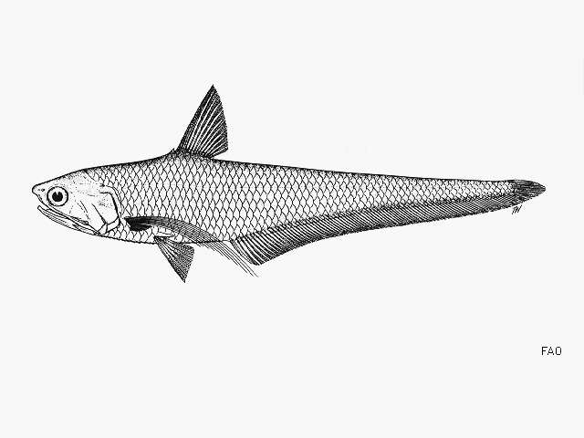 Image of Cooman&#39;s grenadier anchovy