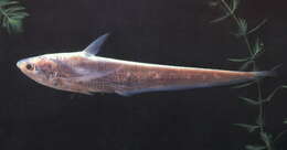 Image of Gray&#39;s grenadier anchovy