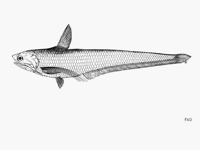 Image of Gray&#39;s grenadier anchovy