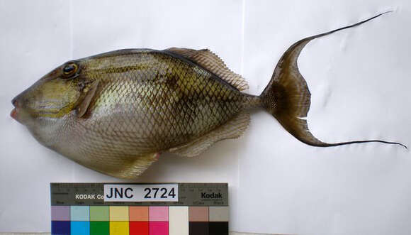 Image of Hairfin triggerfish