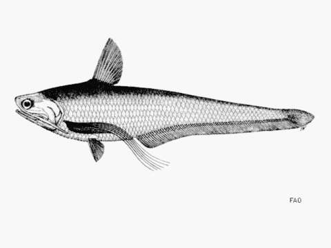 Image of Grenadier anchovy