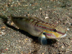 Imagem de Amblygobius stethophthalmus (Bleeker 1851)