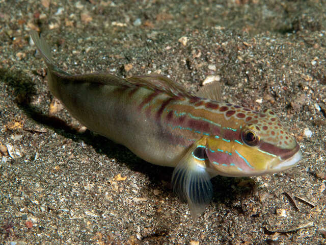 Image de Amblygobius stethophthalmus (Bleeker 1851)