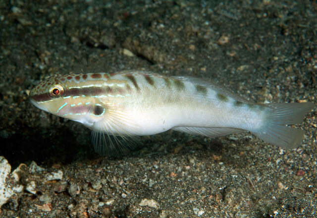 Image de Amblygobius stethophthalmus (Bleeker 1851)