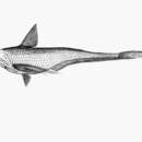 Image of Longjaw grenadier anchovy