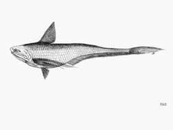 Image of Longjaw grenadier anchovy