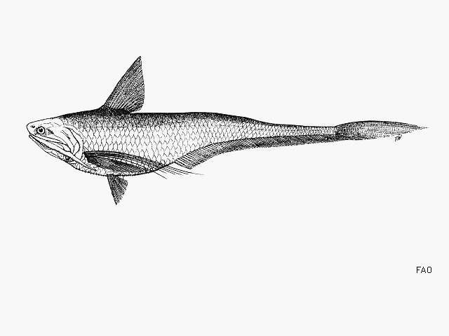 Imagem de Coilia macrognathos Bleeker 1852