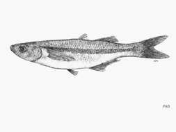 Image of False grunion