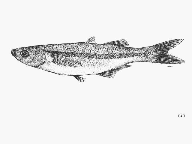 Image of False grunion