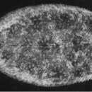 Image of Aseraggodes lateralis Randall 2005