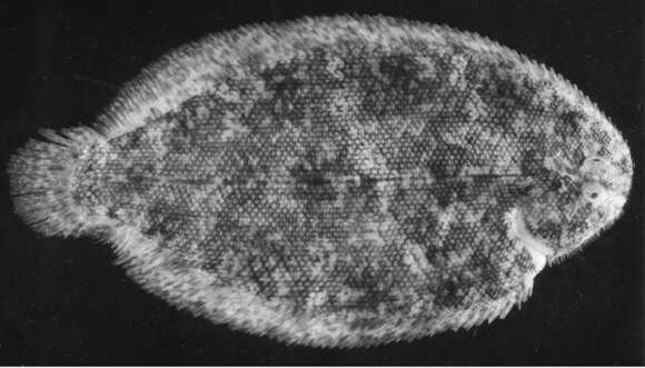 صورة Aseraggodes lateralis Randall 2005