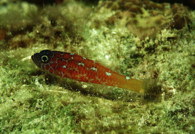 Image of Lantana dwarfgoby