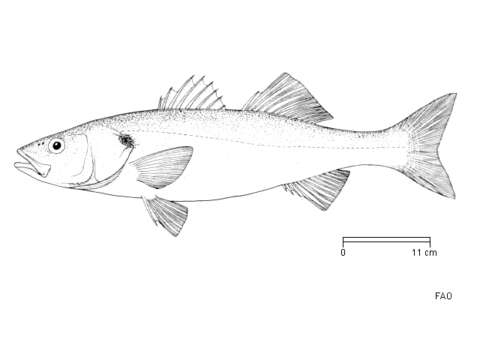 Image of Dicentrarchus