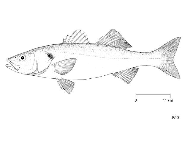 Image of Dicentrarchus