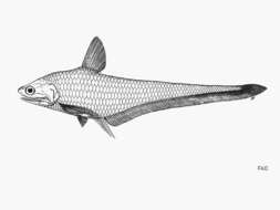 Image of Grenadier anchovy