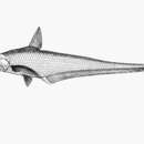 Image of Grenadier anchovy