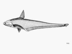 Image of Grenadier anchovy