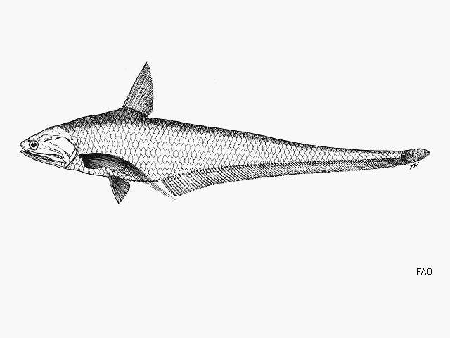 Image of Grenadier anchovy