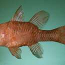 Image of Flathead cardinalfish