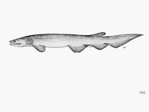 Image of Chlamydoselachus