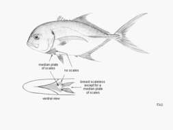 Image of Longfin Crevalle Jack