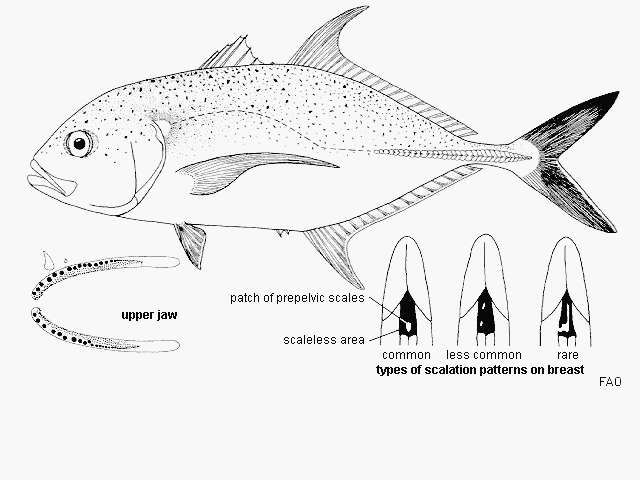 Image of Brassy trevally