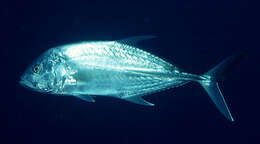 Image of Brassy trevally