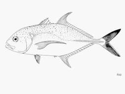 Image of Brassy trevally