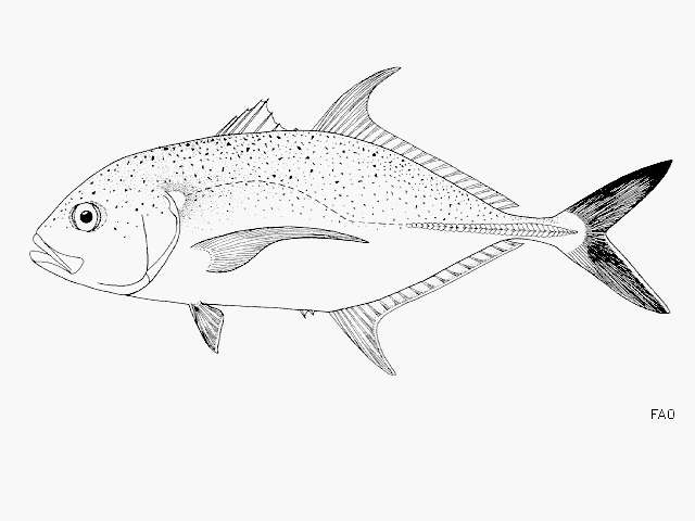 Image of Brassy trevally