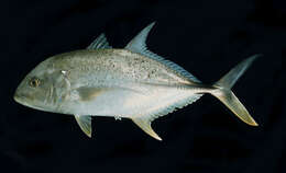 Image of Brassy trevally