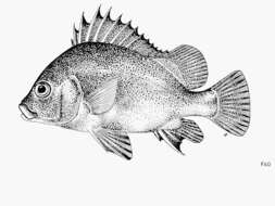 Image of Brown Sweetlips