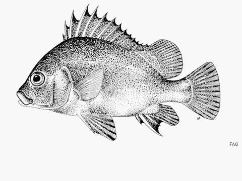 Image of Brown Sweetlips