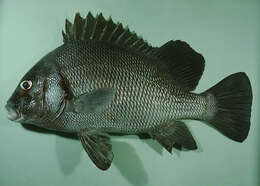 Image of Brown Sweetlips