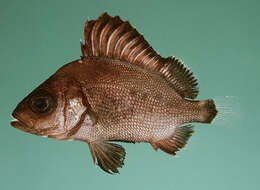 Image of Brown Sweetlips