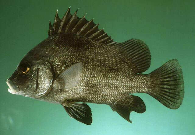 Image of Brown Sweetlips