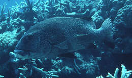 Image of Giant sweetlips