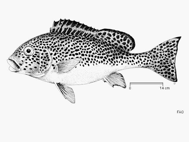 Image of Dotted sweetlips