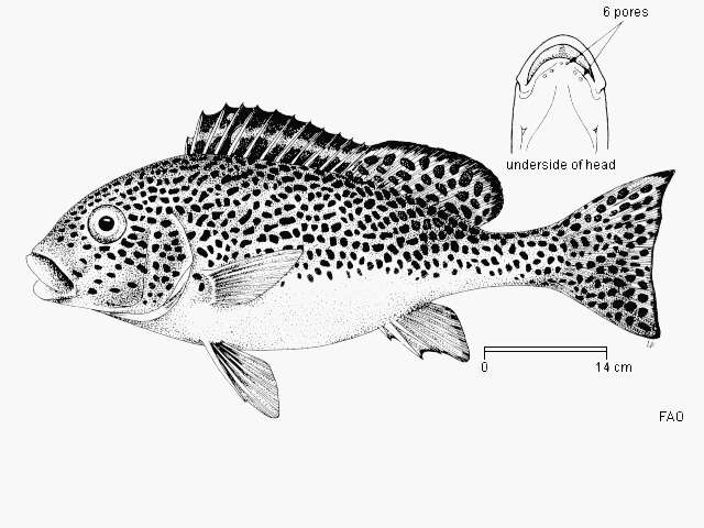 Image of Dotted sweetlips