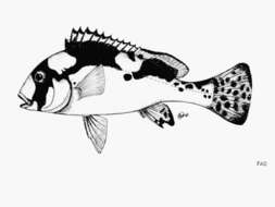 Image of Dotted sweetlips