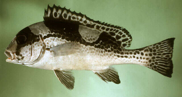 Image of Dotted sweetlips